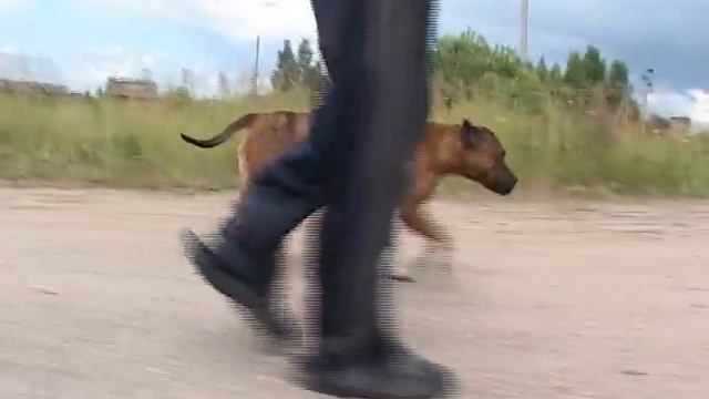 Жителей деревень в Ростовском районе держат в страхе бродячие собаки