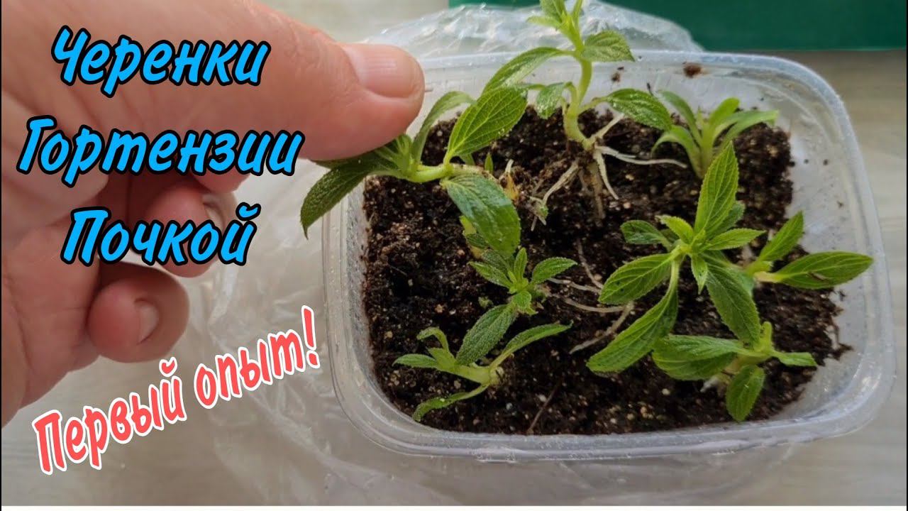 Первый опыт Черенкование метельчатой Гортензии почкой.