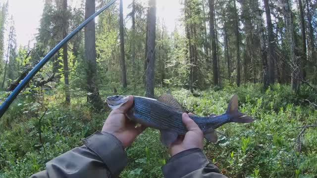 В тайгу за крупным хариусом.Густо и пусто.Часть первая.