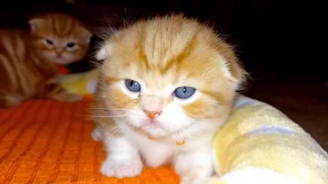 КАКИЕ ОНИ МИЛАХИ! КОТЯТАМ СТРАШНО ВЫЛАЗИТЬ ИЗ ГНЁЗДЫШКА, КОГДА МАМЫ НЕТ РЯДОМ!