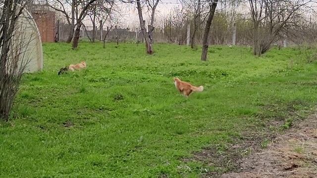 Охота на котэ
