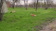 Охота на котэ
