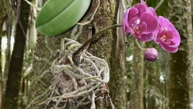 орхидея нарастит корни щёткой за 2дня