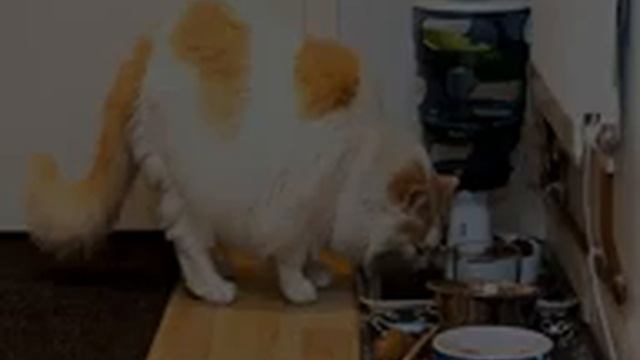 У котенка большой живот: причины вздутия и что делать