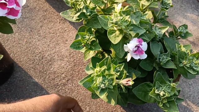 Petunia Double flower plant and its care, Fertilizer & Potting mix