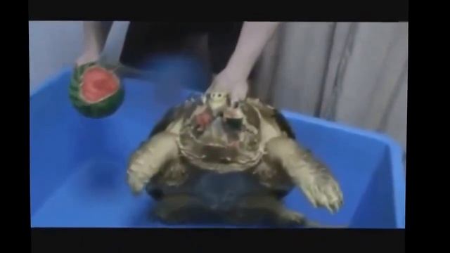 Черепаха монстр Жесть смотреть всем 2