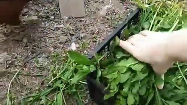 Куры несушки ???посадила огурцы ??цыплята