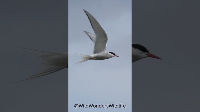 Epic Aviators The Astonishing Arctic Terns