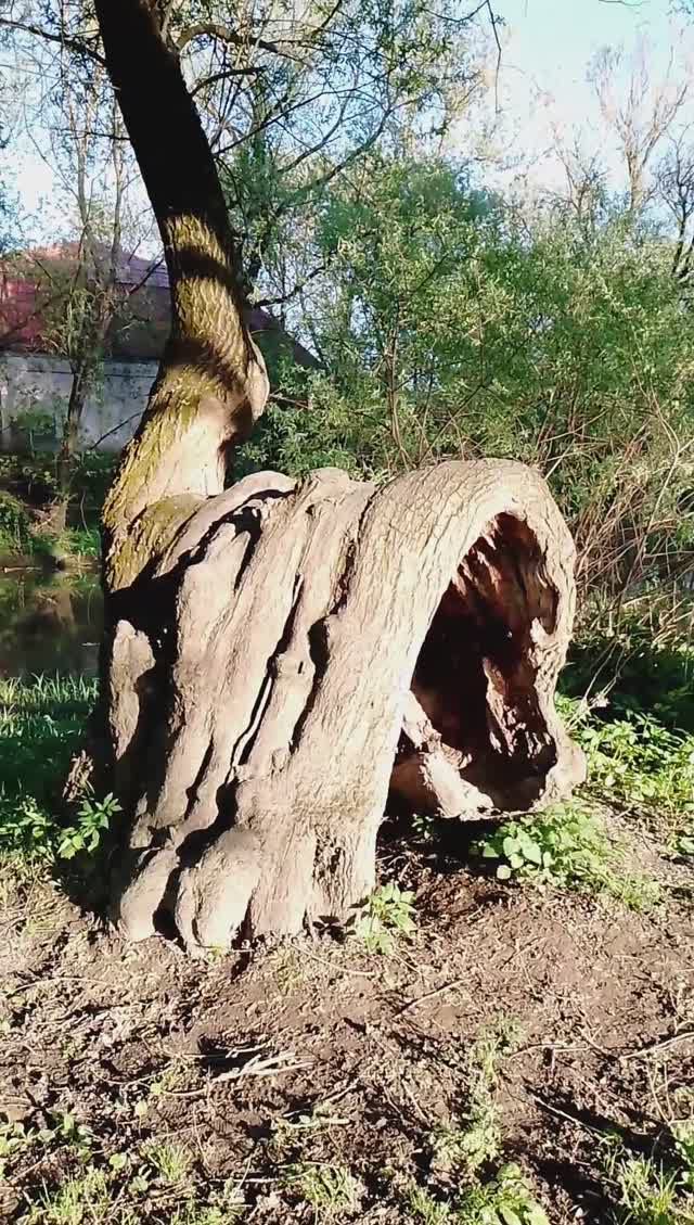 Мирослав нашёл дерево с проходом в "зазеркалье"