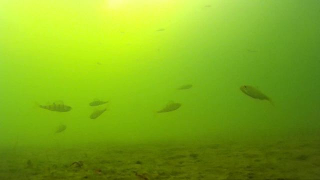 Зимние подводные съёмки