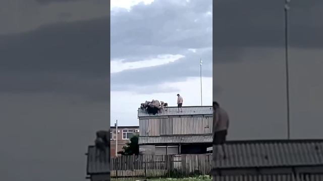 Спасение овец с крыши дома