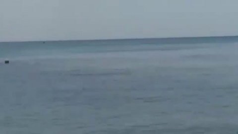 ДЖУБГА(2018)что кушают дельфины ?