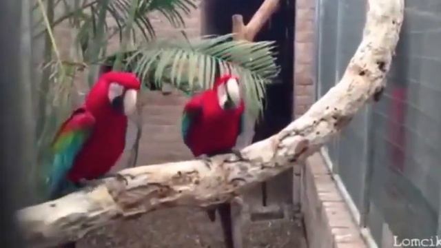Эти удивительные животные)))