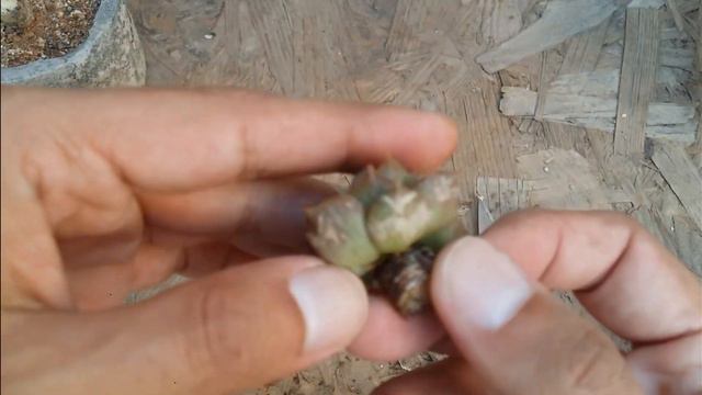 || ENTIRE PROCESS OF STEM CUTTING / PUP SEPARATION || SUCCULENT CARE TIPS ||