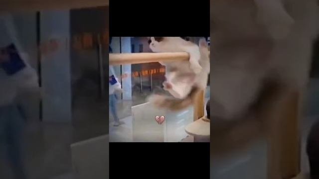 СМОТРИ И СМЕЙСЯ