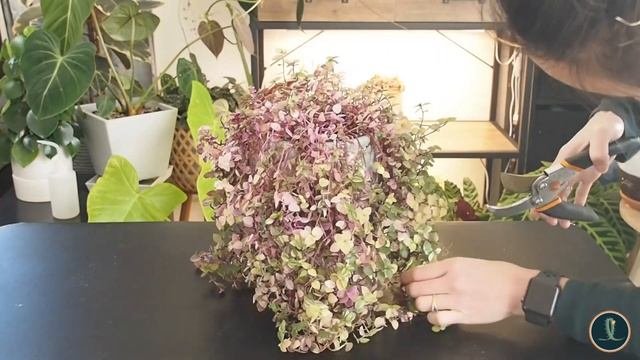 Cutting  Propagating Callisia Bubbles Plant  Trimming Callisia Repens