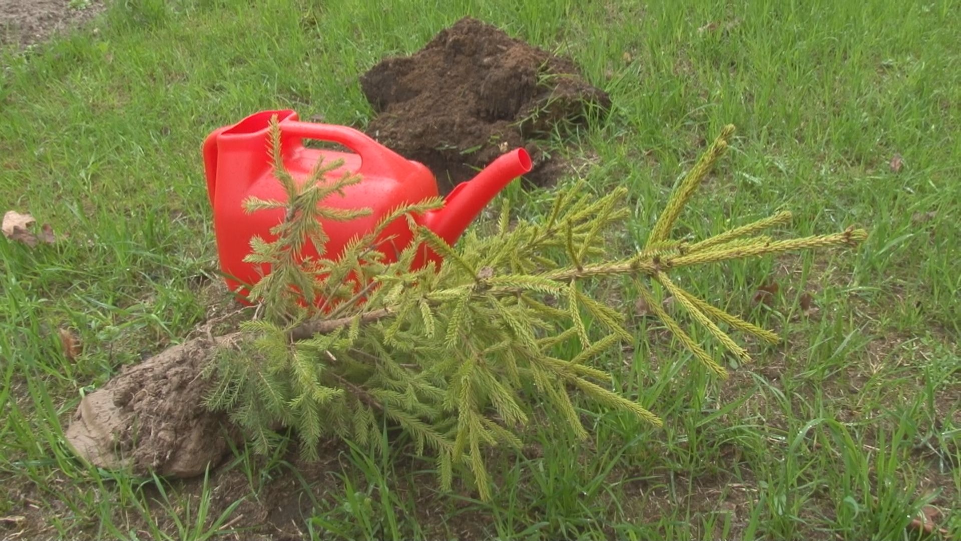 В "День добрых дел" в Павловском Посаде высадили несколько сотен деревьев