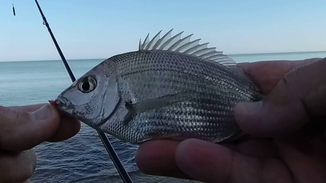 Морская рыбалка. Ультралайт, Отводной поводок. Ласкирь.