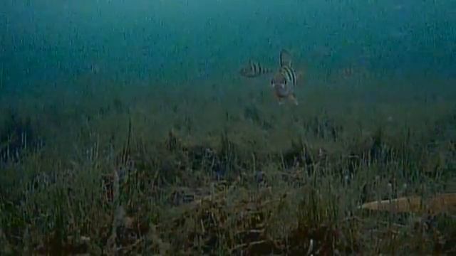 Прогулка по озеру в поисках перспективных мест. Смолино. Focus Fish