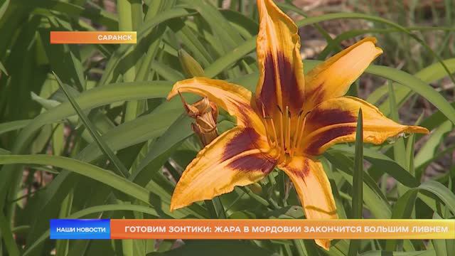 Готовим зонтики: жара в Мордовии закончится большим ливнем