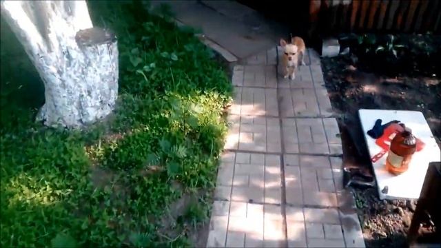 ЧАСТЬ 5/ДАЧА/решила снимать)готовлю чак чак, ЗАПУЩЕННЫЙ УЧАСТОК