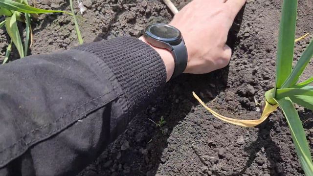 Часник стан на 29.04. Штригільна борона і вигляд часнику.