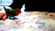 Попугаи неразлучники видео.