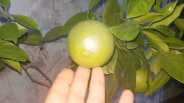 Клементин АМОА 8
