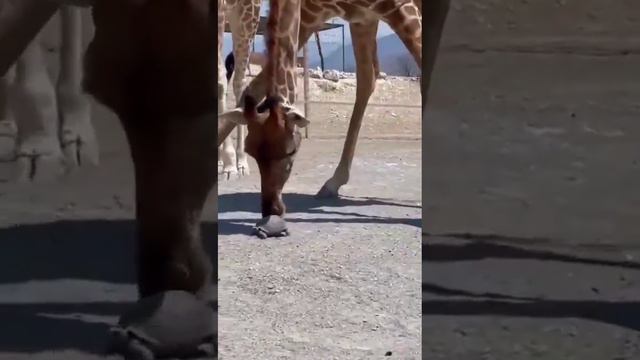 Жираф черепаху увидел