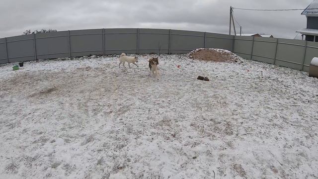Лайки по снежку/Скоро Новый год/