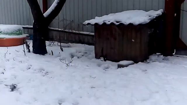 Играем в снежки