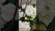 Цветение пеларгонии УГ Айгуль. Очень красивая компактная белая махровая пеларгония.