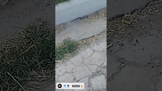 Минус проживания в Краснодарском крае. По пути на работу. Кого только не встретишь