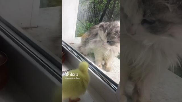 Знакомство с соседом)