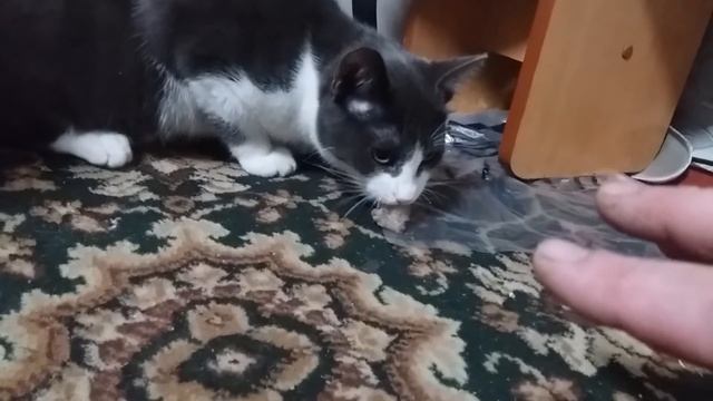 кіт ричить