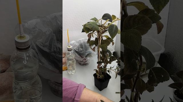 Цветущие колерии. Как сделать куст пышным?#комнатныерастения #колерии #посадка #растения #черенки