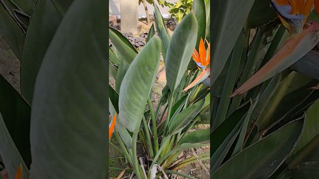 Bird of Paradise - Care Tips for a Unique Plant