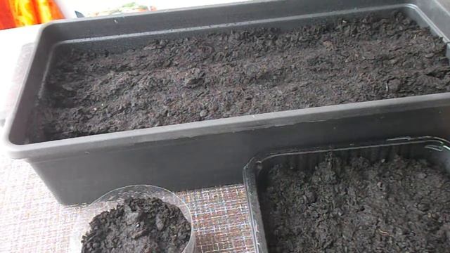 Как сеять сладкий перец//посев перца на рассаду сухими семенами