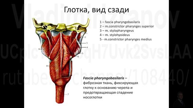 Строение глотки