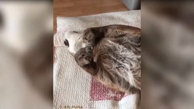 Домашняя Пума Ведет Себя в Точности Как Кошка