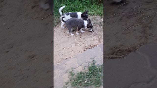 Чихуашки гуляют в саду