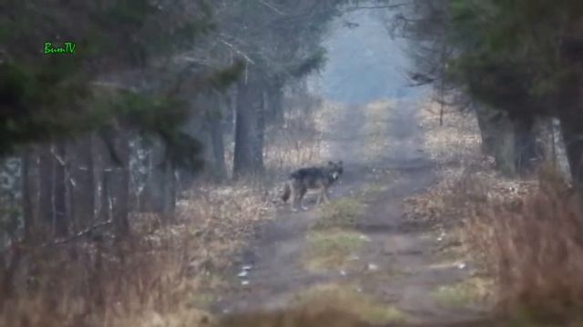 Символы Беларуси