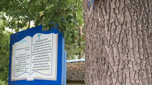 ПОРОДЫ ДЕРЕВЬЕВ ПРЕДПОЧТИТЕЛЬНЫ ПРИ ИЗГОТОВЛЕНИИ УЛЬЕВ.