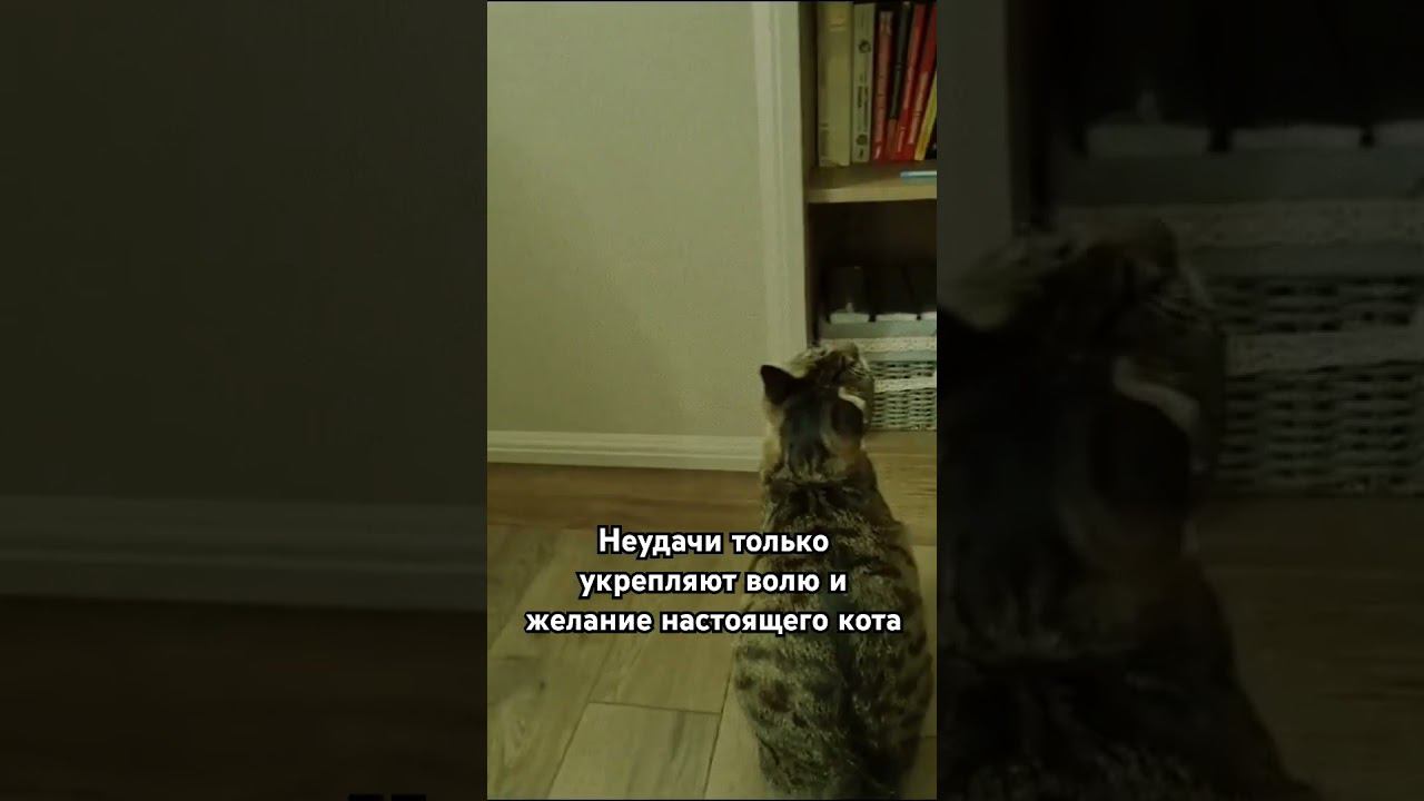 Если не получилось сегодня, то получится завтра ☝ котик #cat #Милота #Тиша #Боня #kitten  #catlover
