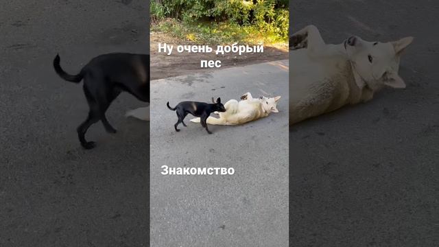 #габиныистории#ксоло#собака#эмоции#xolo#gabystory#dogfriendly