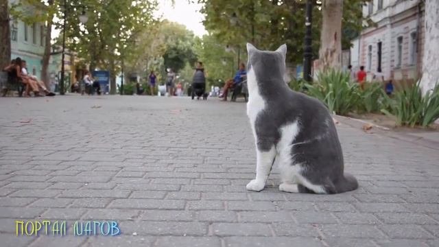 Примета про серого кота в доме