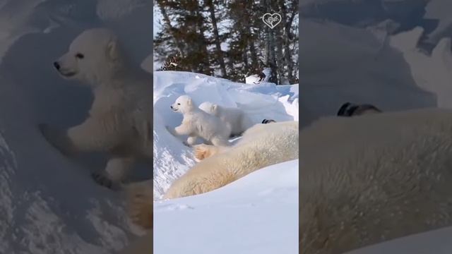 Белые медведи тратят около двадцати минут в день на чистку шерсти, чтобы та не потеряла свои изоляци