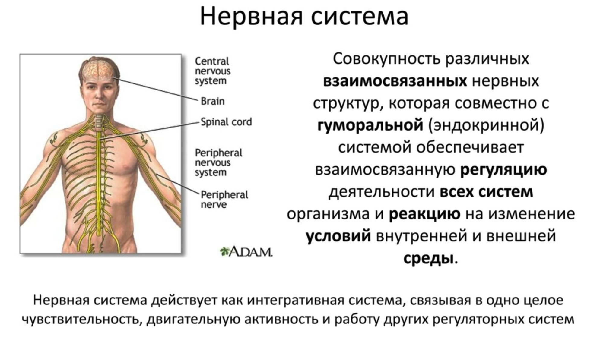Нервная система - клеточное строение