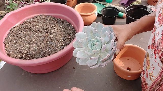 Echeveria Monroe: Como CULTIVAR (luminosidade, substrato, tipo de vaso...)