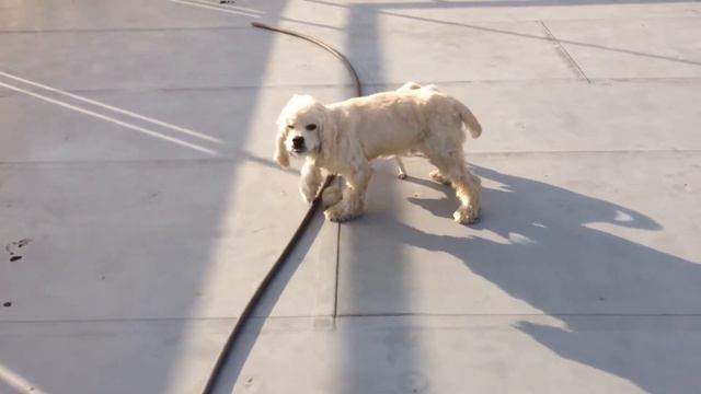 Chihuahua puppy and Old American Cocker Spaniel playing with ball